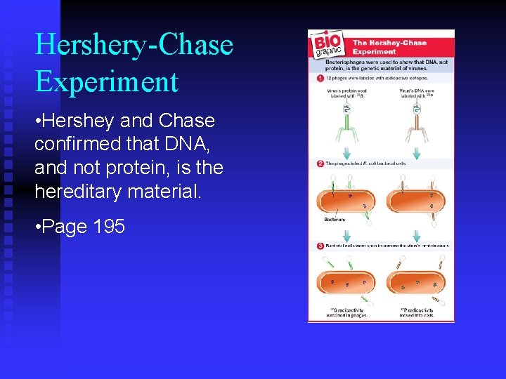 Hershery-Chase Experiment • Hershey and Chase confirmed that DNA, and not protein, is the Hershery-Chase Experiment • Hershey and Chase confirmed that DNA, and not protein, is the