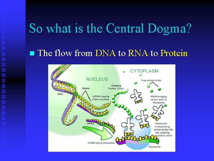 So what is the Central Dogma? n The flow from DNA to RNA to So what is the Central Dogma? n The flow from DNA to RNA to
