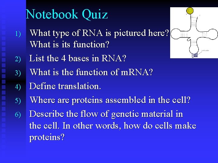 Notebook Quiz 1) 2) 3) 4) 5) 6) What type of RNA is pictured Notebook Quiz 1) 2) 3) 4) 5) 6) What type of RNA is pictured
