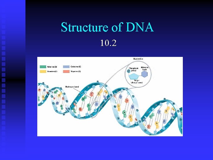 Structure of DNA 10. 2 Structure of DNA 10. 2