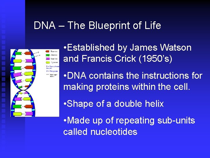 DNA – The Blueprint of Life • Established by James Watson and Francis Crick DNA – The Blueprint of Life • Established by James Watson and Francis Crick