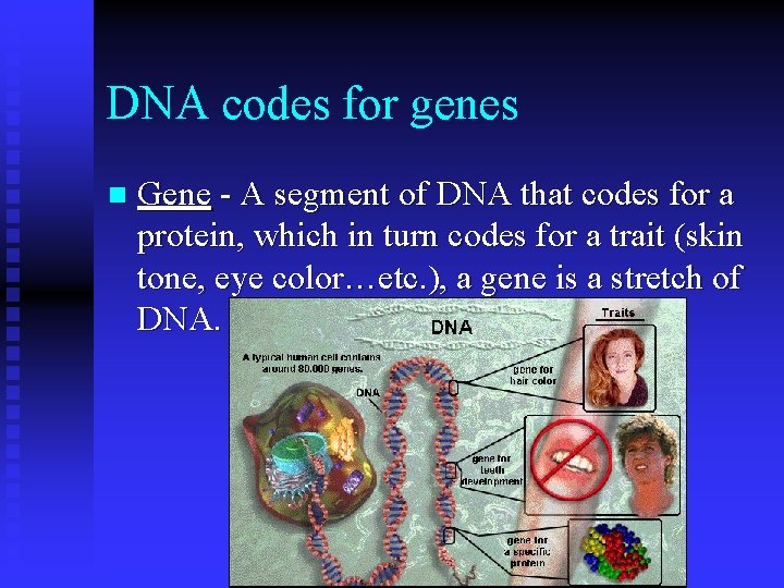 DNA codes for genes n Gene - A segment of DNA that codes for DNA codes for genes n Gene - A segment of DNA that codes for