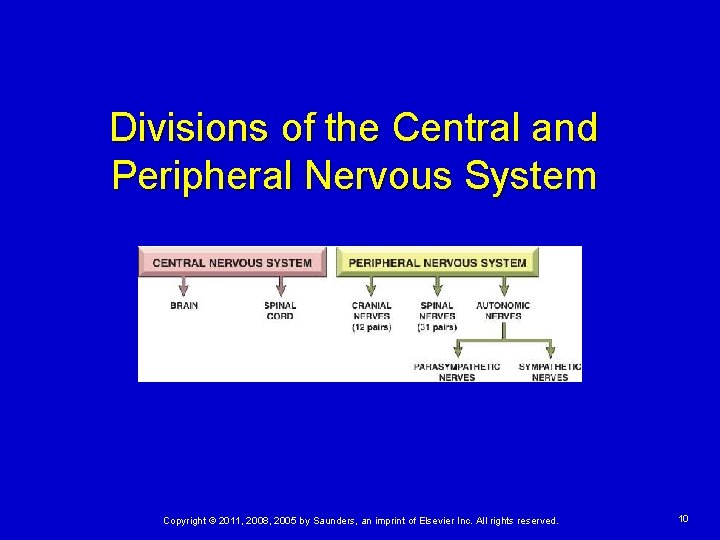 Divisions of the Central and Peripheral Nervous System Copyright © 2011, 2008, 2005 by