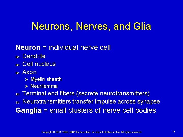 Neurons, Nerves, and Glia Neuron = individual nerve cell Dendrite Cell nucleus Axon Myelin