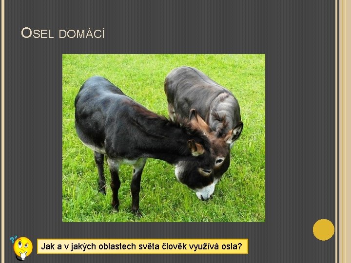 OSEL DOMÁCÍ Jak a v jakých oblastech světa člověk využívá osla? 