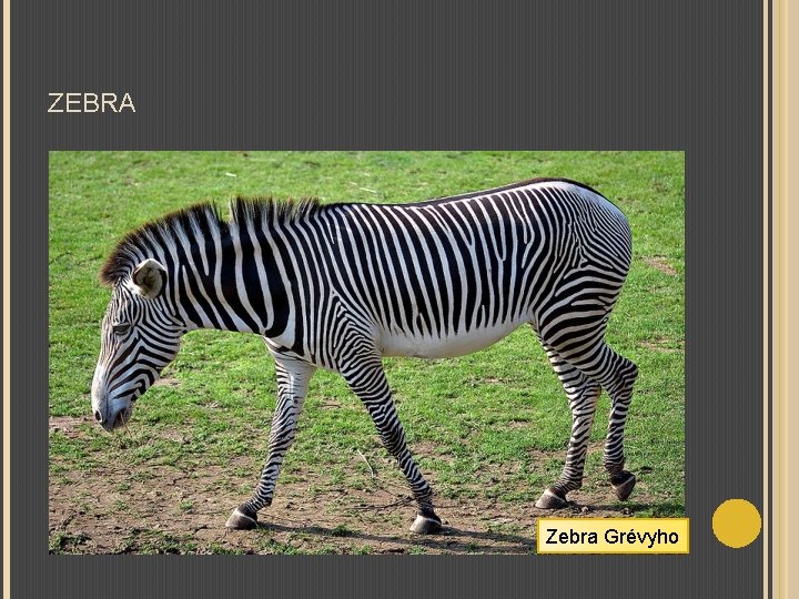 ZEBRA Zebra Grévyho 