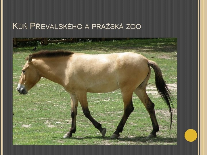 KŮŇ PŘEVALSKÉHO A PRAŽSKÁ ZOO 