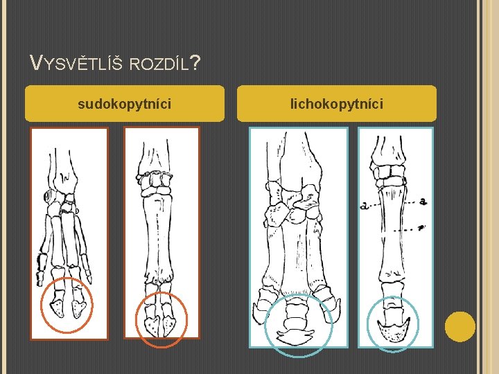 VYSVĚTLÍŠ ROZDÍL? sudokopytníci lichokopytníci 