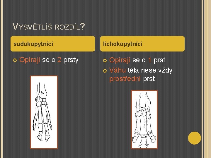 VYSVĚTLÍŠ ROZDÍL? sudokopytníci Opírají se o 2 prsty lichokopytníci Opírají se o 1 prst