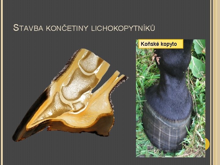 STAVBA KONČETINY LICHOKOPYTNÍKŮ Koňské kopyto 