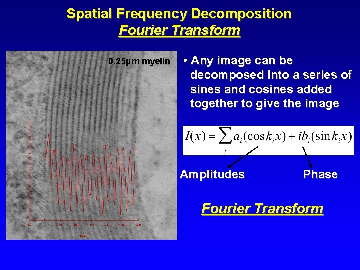 Spatial Frequency Decomposition Fourier Transform 0. 25µm myelin • Any image can be decomposed