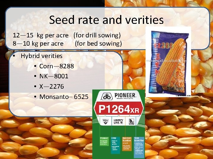 Seed rate and verities 12— 15 kg per acre (for drill sowing) 8— 10 Seed rate and verities 12— 15 kg per acre (for drill sowing) 8— 10