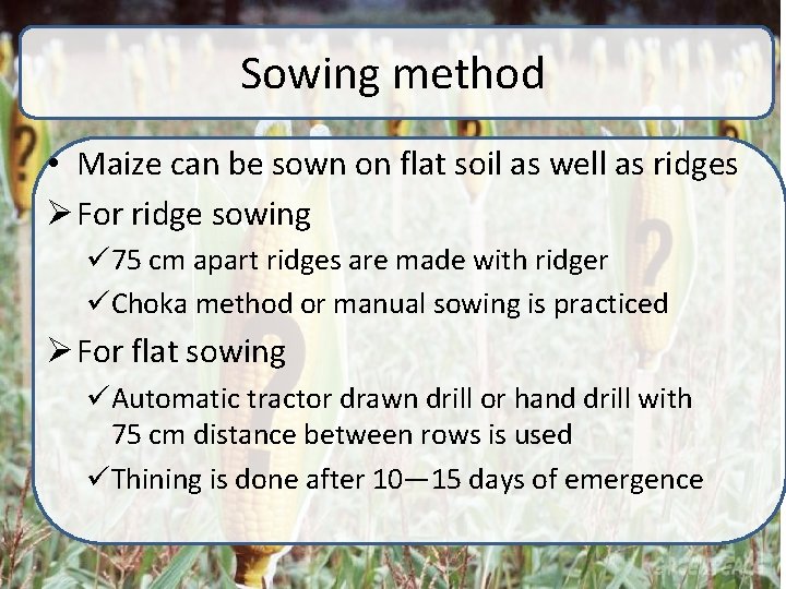 Sowing method • Maize can be sown on flat soil as well as ridges Sowing method • Maize can be sown on flat soil as well as ridges