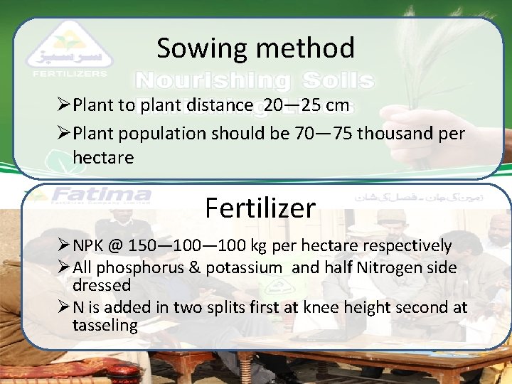 Sowing method ØPlant to plant distance 20— 25 cm ØPlant population should be 70— Sowing method ØPlant to plant distance 20— 25 cm ØPlant population should be 70—