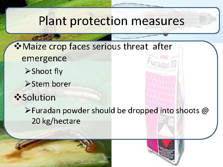 Plant protection measures v. Maize crop faces serious threat after emergence ØShoot fly ØStem Plant protection measures v. Maize crop faces serious threat after emergence ØShoot fly ØStem