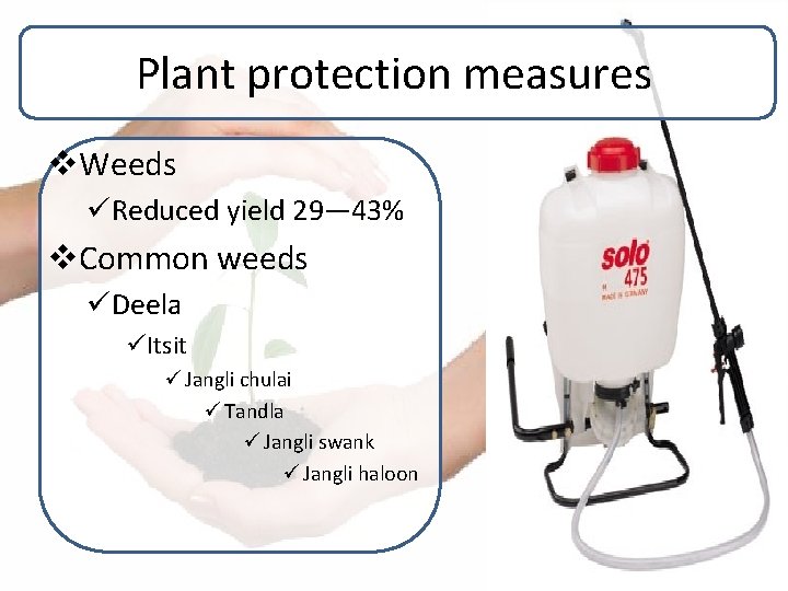 Plant protection measures v. Weeds üReduced yield 29— 43% v. Common weeds üDeela üItsit Plant protection measures v. Weeds üReduced yield 29— 43% v. Common weeds üDeela üItsit