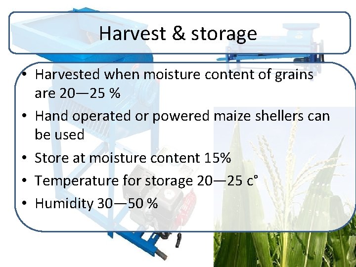 Harvest & storage • Harvested when moisture content of grains are 20— 25 %