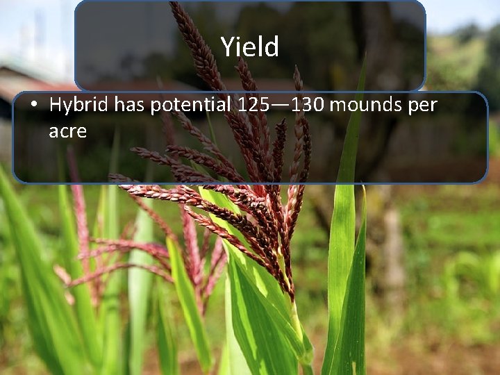 Yield • Hybrid has potential 125— 130 mounds per acre 