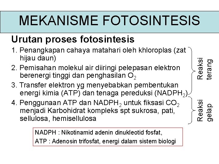 MEKANISME FOTOSINTESIS NADPH : Nikotinamid adenin dinukleotid fosfat, ATP : Adenosin trifosfat, energi dalam