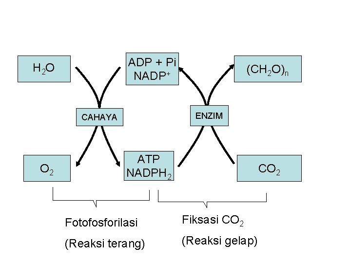 ADP + Pi NADP+ H 2 O ENZIM CAHAYA O 2 (CH 2 O)n