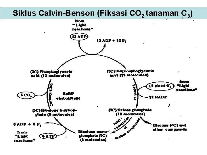 Siklus Calvin-Benson (Fiksasi CO 2 tanaman C 3) 