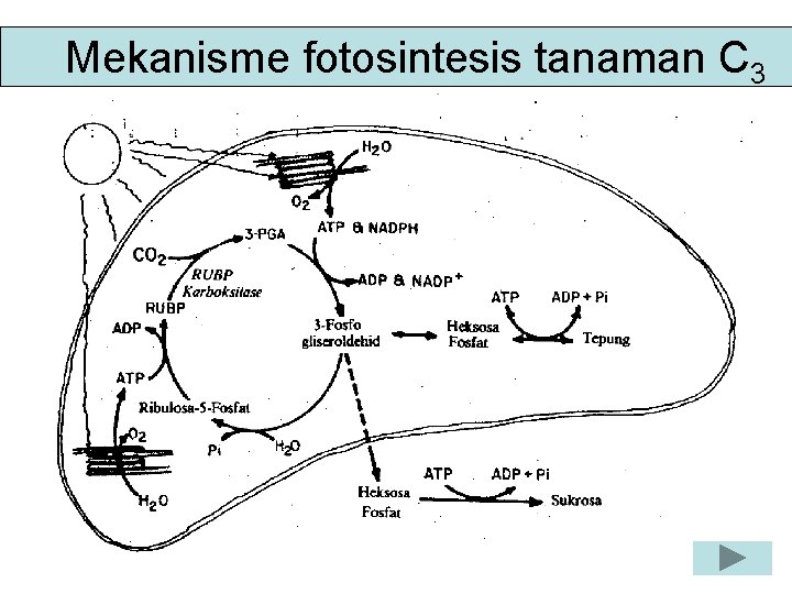 Mekanisme fotosintesis tanaman C 3 