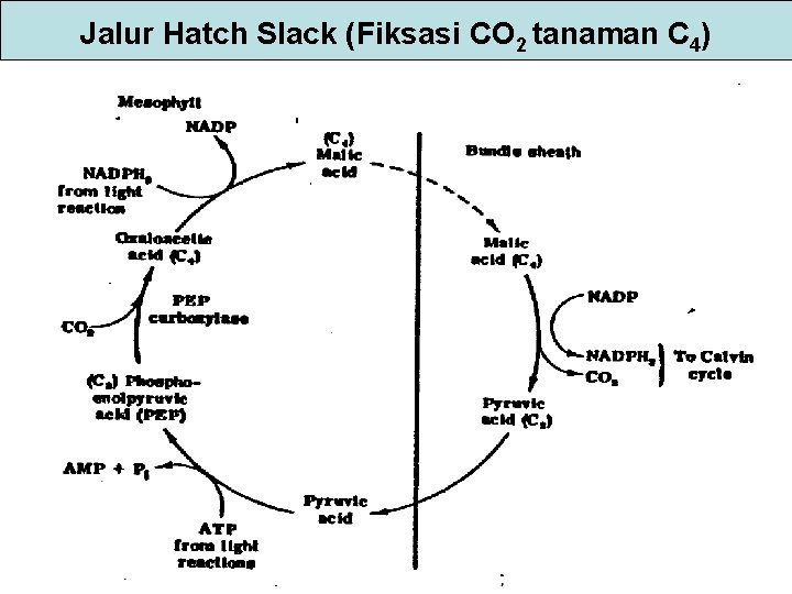 Jalur Hatch Slack (Fiksasi CO 2 tanaman C 4) 