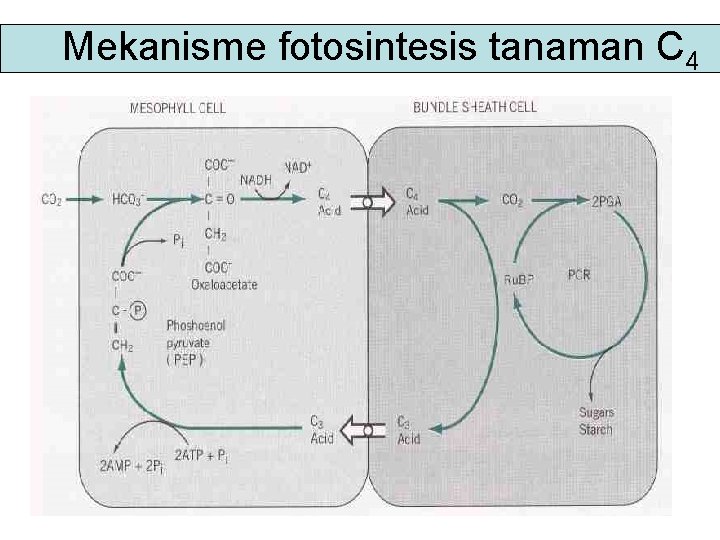 Mekanisme fotosintesis tanaman C 4 