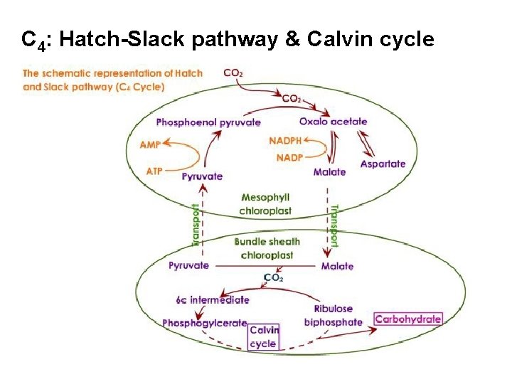 C 4: Hatch-Slack pathway & Calvin cycle 