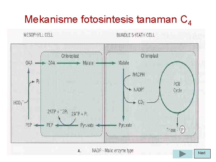 Mekanisme fotosintesis tanaman C 4 Next 