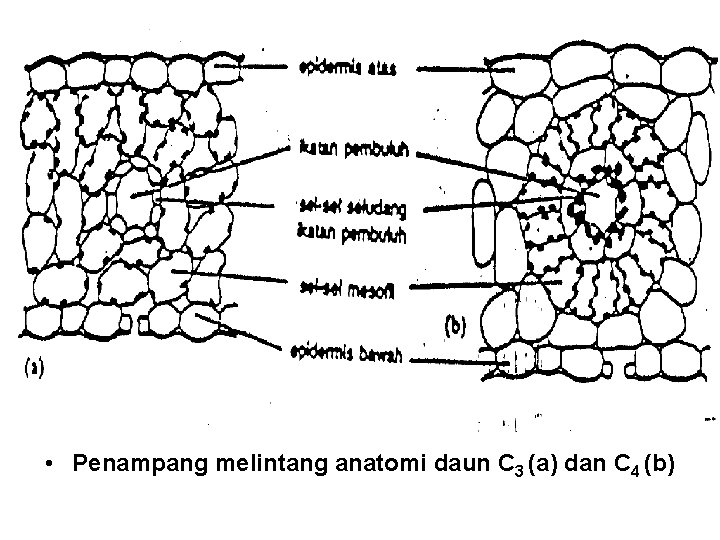  • Penampang melintang anatomi daun C 3 (a) dan C 4 (b) 