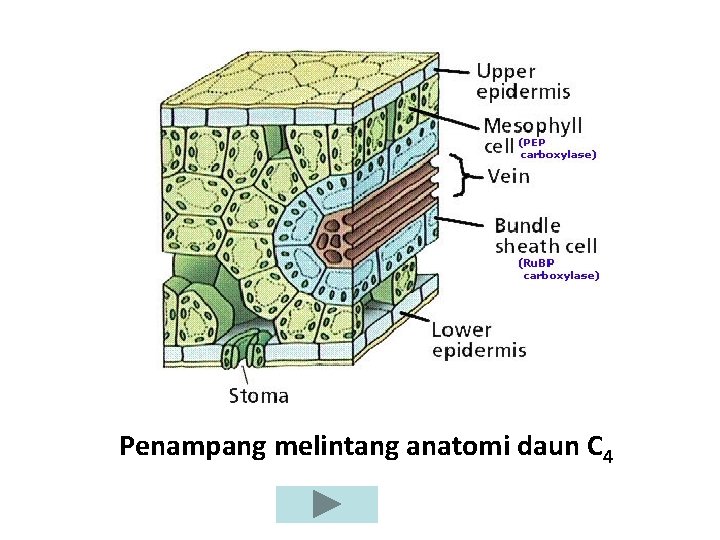 Penampang melintang anatomi daun C 4 Penampang melintang anatomi daun C 4