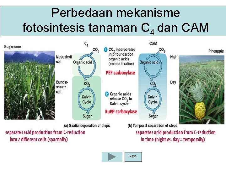 Perbedaan mekanisme fotosintesis tanaman C 4 dan CAM Next 