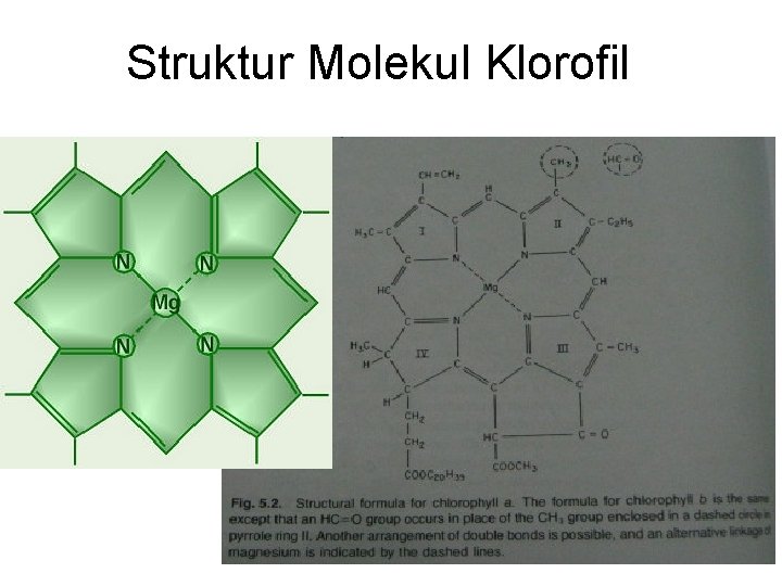 Struktur Molekul Klorofil Struktur Molekul Klorofil
