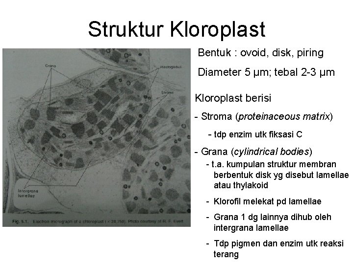 Struktur Kloroplast Bentuk : ovoid, disk, piring Diameter 5 µm; tebal 2 -3 µm