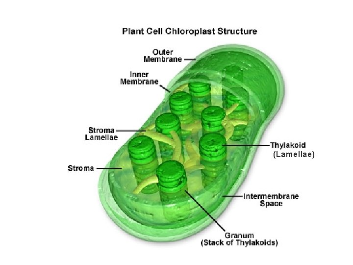 (Lamellae) 