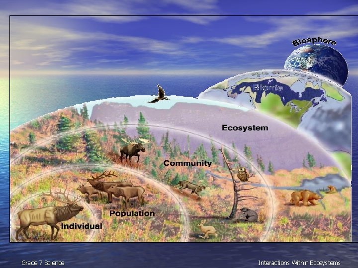 Grade 7 Science Interactions Within Ecosystems 