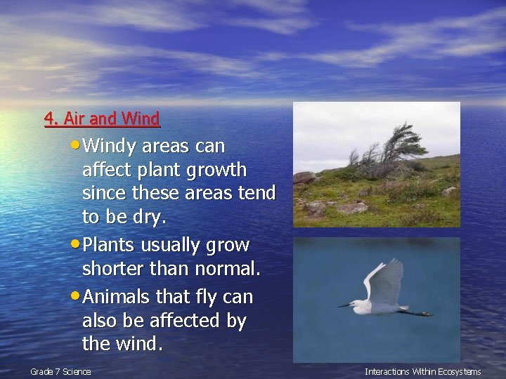 4. Air and Wind • Windy areas can affect plant growth since these areas