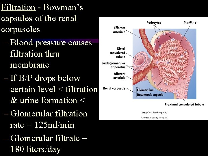 Filtration - Bowman’s capsules of the renal corpuscles – Blood pressure causes filtration thru Filtration - Bowman’s capsules of the renal corpuscles – Blood pressure causes filtration thru