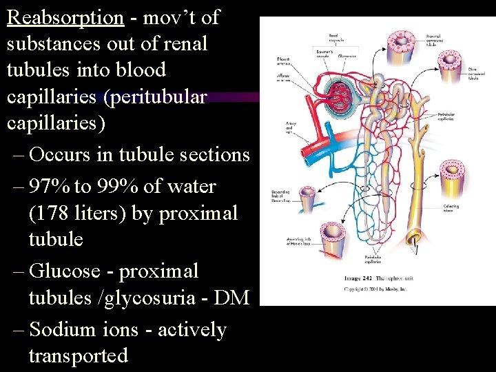 Reabsorption - mov’t of substances out of renal tubules into blood capillaries (peritubular capillaries) Reabsorption - mov’t of substances out of renal tubules into blood capillaries (peritubular capillaries)