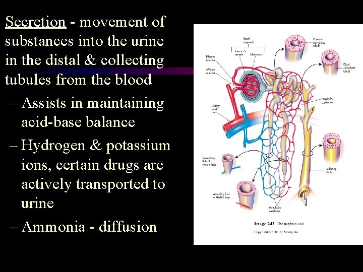 Secretion - movement of substances into the urine in the distal & collecting tubules Secretion - movement of substances into the urine in the distal & collecting tubules