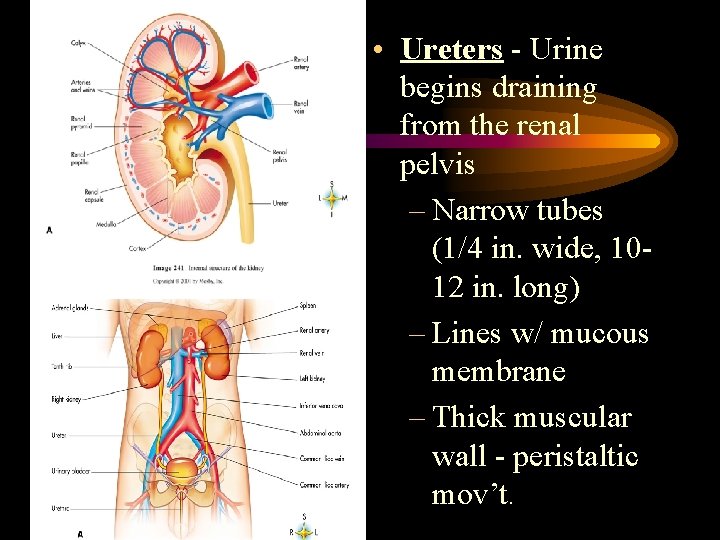  • Ureters - Urine begins draining from the renal pelvis – Narrow tubes