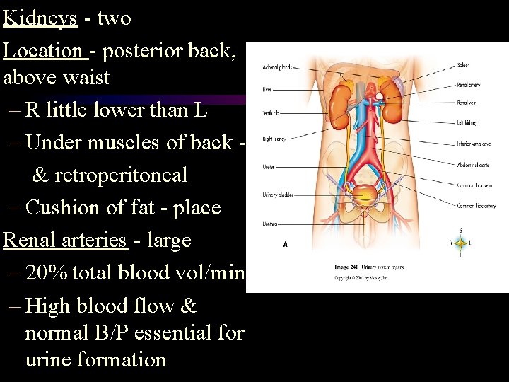 Kidneys - two Location - posterior back, above waist – R little lower than