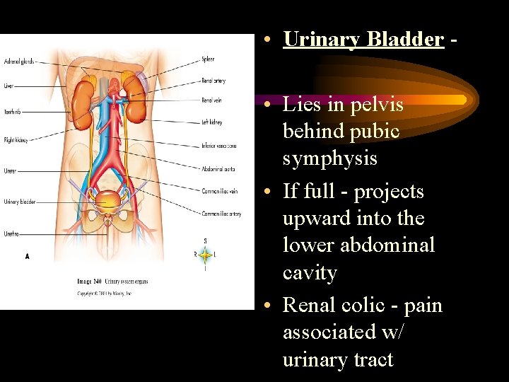  • Urinary Bladder • Lies in pelvis behind pubic symphysis • If full