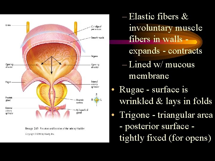 – Elastic fibers & involuntary muscle fibers in walls expands - contracts – Lined