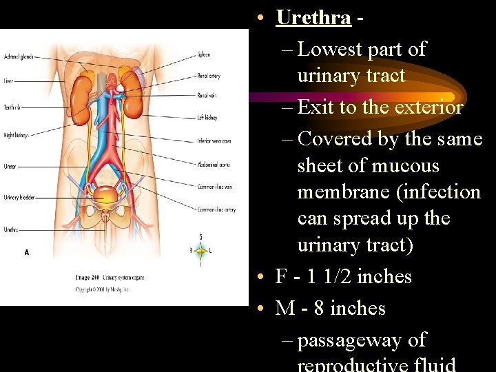  • Urethra – Lowest part of urinary tract – Exit to the exterior