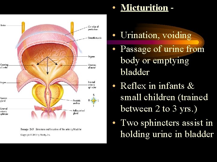  • Micturition • Urination, voiding • Passage of urine from body or emptying