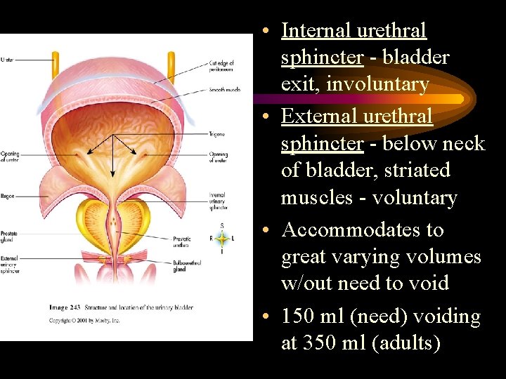 • Internal urethral sphincter - bladder exit, involuntary • External urethral sphincter - • Internal urethral sphincter - bladder exit, involuntary • External urethral sphincter -