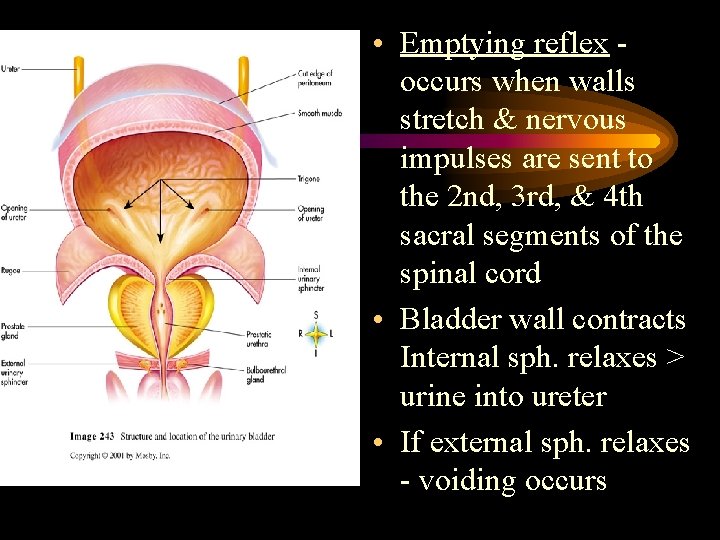  • Emptying reflex occurs when walls stretch & nervous impulses are sent to