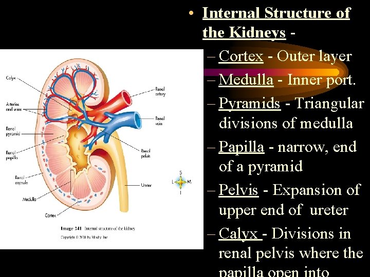  • Internal Structure of the Kidneys – Cortex - Outer layer – Medulla